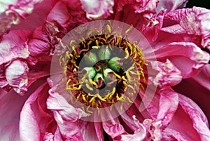 Pink-scarlet peony flower with yellow-green pestle close up macro texture detail, blurry petals