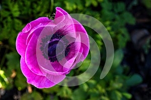 Pink and scarlett anemone flower photo