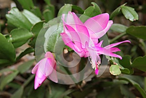 Pink Schlumbergera flowers