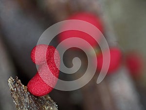 Pink sclerotium of a slime mold Physarum roseum