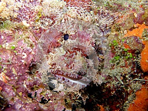 Pink Scorpionfish Fiji