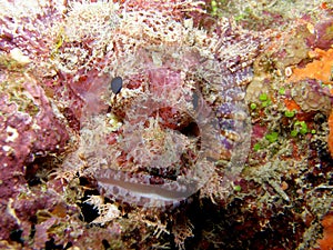 Pink Scorpionfish Fiji