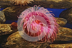 Pink sea anemone photo