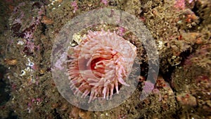 Pink sea anemone Actinia is disclosed underwater on seabed of Barents Sea.