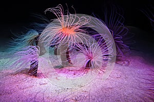 Pink Sea anemone (Actiniaria) waving in water