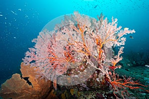 Pink Sea Fan coral at Tachai Pinnacle, Thailand