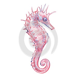 Pink sea horse underwater texture isolated on white background. Pencil graphics hand draw illustration. Art for design