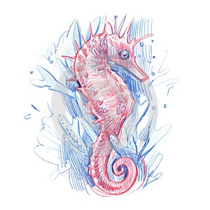 Pink sea horse with water splash isolated on white background. Pencil graphics hand drawn illustration. Art for design