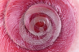 Pink sea shell with the spiral, macro, close-up