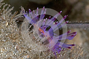 Pink sea slug photo