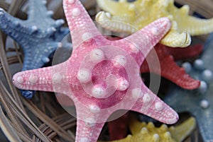 Pink sea star