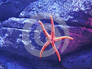 Pink Sea Star