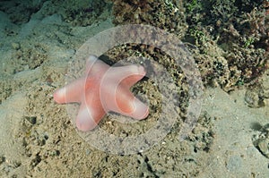 Pink sea star