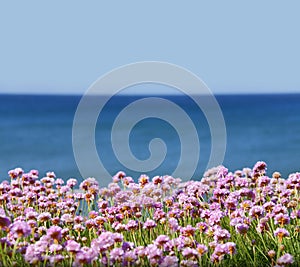 Pink sea thrift flowers photo