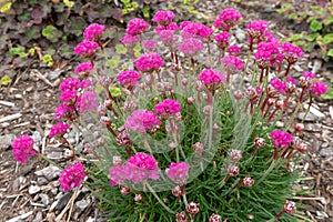 Pink Sea Thrift Plant in Bloom Closeup photo