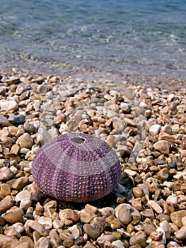 Pink sea urchin photo