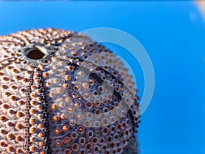 Pink sea urchin test on a blue background