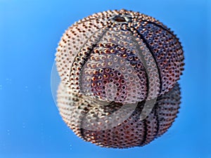 Pink sea urchin test on a blue background