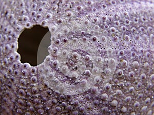 Pink sea urchin texture