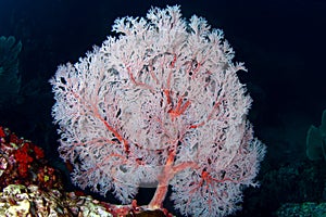 Pink seafan