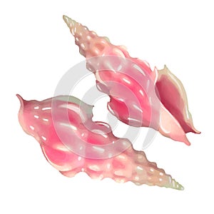 Pink seashells. Vector illustration. Under the sea. Underwater purple life. pink urchin. Mollusc. - Vector