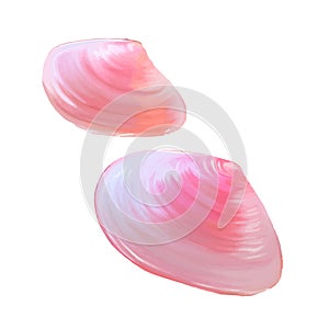 Pink seashells. Vector illustration. Under the sea. Underwater purple life. pink urchin. Mollusc. - Vector