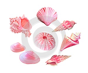 Pink seashells. Vector illustration. Under the sea. Underwater purple life. pink urchin. Mollusc. - Vector