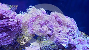 Pink seaweed vibrate in the aquarium water, marine life close-up