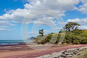 pink seaweed on Waipu beach, New Zealand