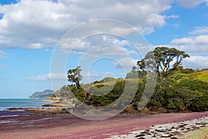 pink seaweed on Waipu beach, New Zealand