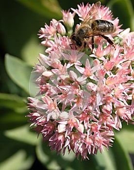 Pink sedum with bee photo