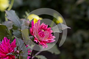 Pink Semi cactus dahlia flower