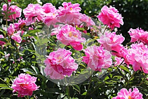 Pink semi-double flowers of Paeonia lactiflora cultivar Auguste Dessert. Flowering peony plant in garden