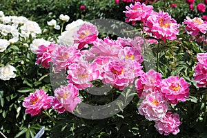 Pink semi-double flowers of Paeonia lactiflora cultivar Auguste Dessert. Flowering peony plant in garden