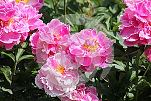 Pink semi-double flowers of Paeonia lactiflora cultivar Auguste Dessert. Flowering peony plant in garden