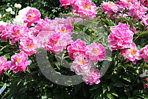 Pink semi-double flowers of Paeonia lactiflora cultivar Auguste Dessert. Flowering peony plant in garden