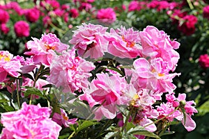 Pink semi-double flowers of Paeonia lactiflora cultivar Auguste Dessert. Flowering peony plant in garden