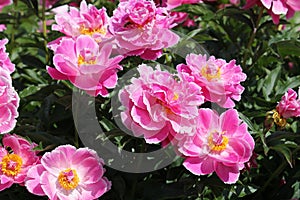 Pink semi-double flowers of Paeonia lactiflora cultivar Auguste Dessert. Flowering peony plant in garden