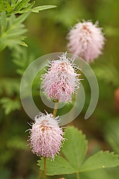 Pink Sensitive flowers in triplet photo