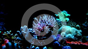 Pink Seriatopora hystrix sps coral in aquarium