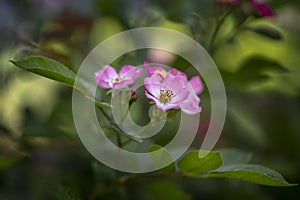 Pink shallow rose rosehip