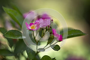 Pink shallow rose rosehip