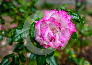Pink Sharifa Asma rose flower on green leaves background photo