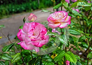 Pink Sharifa Asma rose flower on green leaves background photo