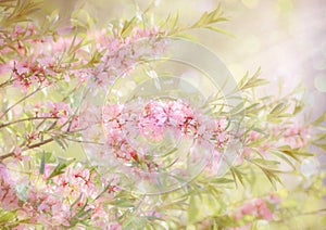 Pink flowering spring blossom, green lawn background. Beautiful pink spring tender cherry or almond flowers blossom.