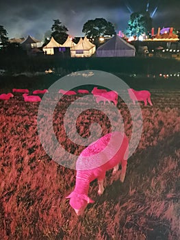 Pink sheep at latitude festival Suffolk England