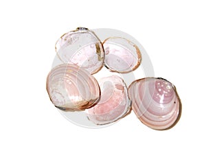 Pink shell Baltic macoma