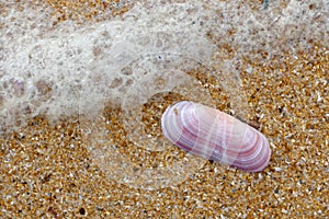 Pink Shell on the Beach at Quarteira photo