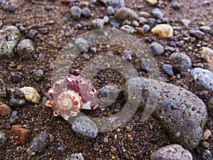 Pink shell on brown sand beach with pebbles. Spiral sea shell on tropical beach.