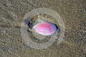 Pink shell with white stripes on the dark beach sand. water marks left in the sand.